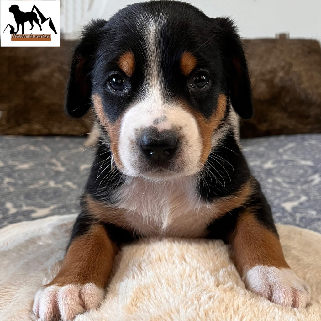 NALA 1