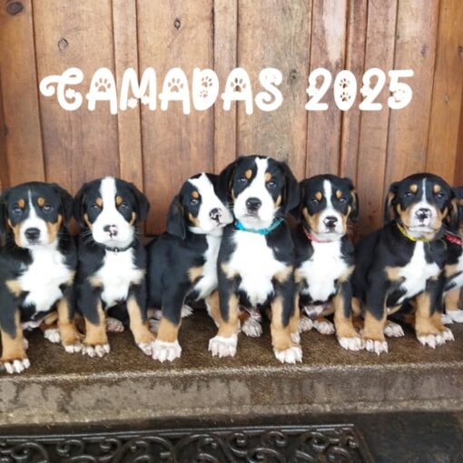 CAMADAS 2025